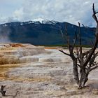 Yellowstone 16