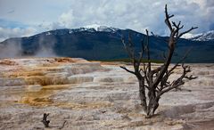 Yellowstone 16