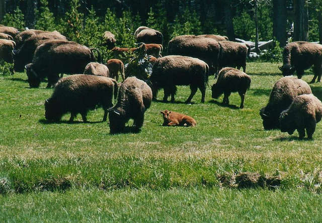 Yellowstone 2001 Bison 02