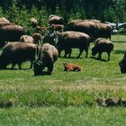 Yellowstone 2001 Bison 02