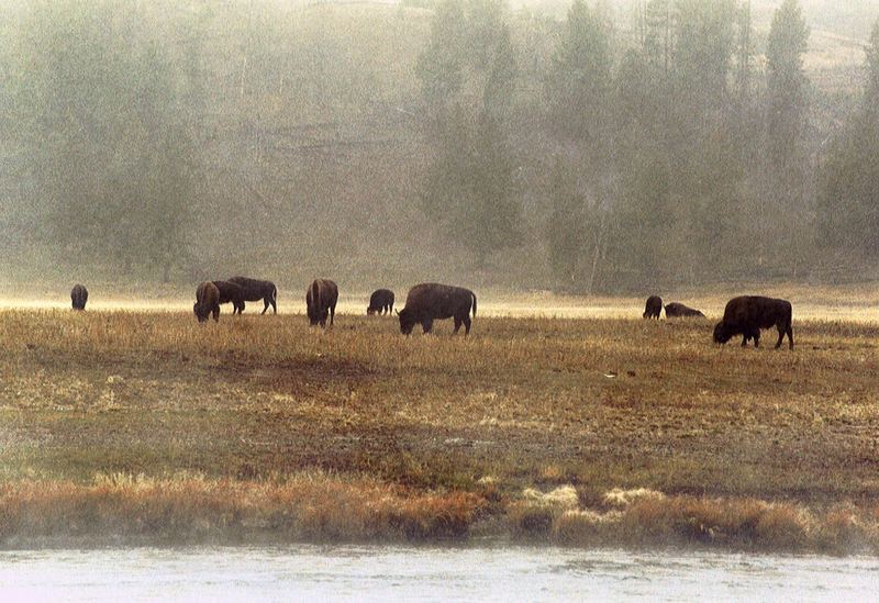 Yellowstone 2002 im Oktober / Bison Herde im Schneetreiben