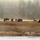 Yellowstone 2002 im Oktober / Bison Herde im Schneetreiben