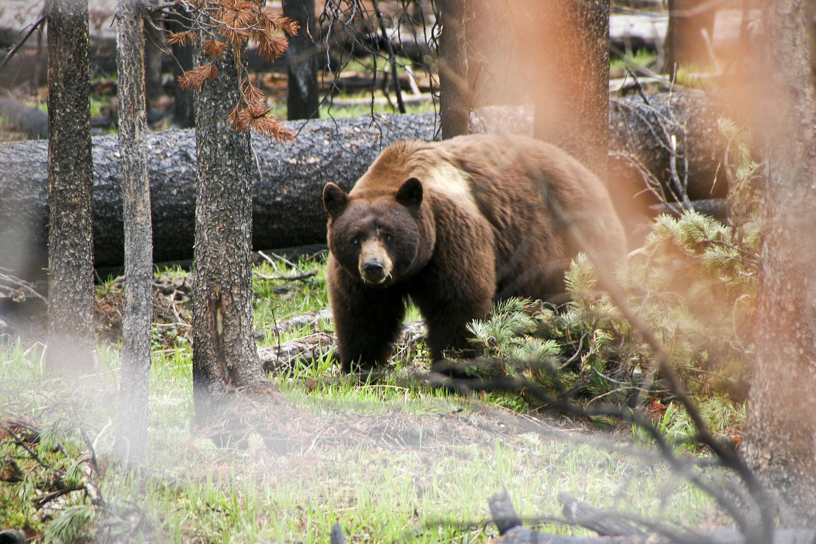 Yellowstone 2011/8