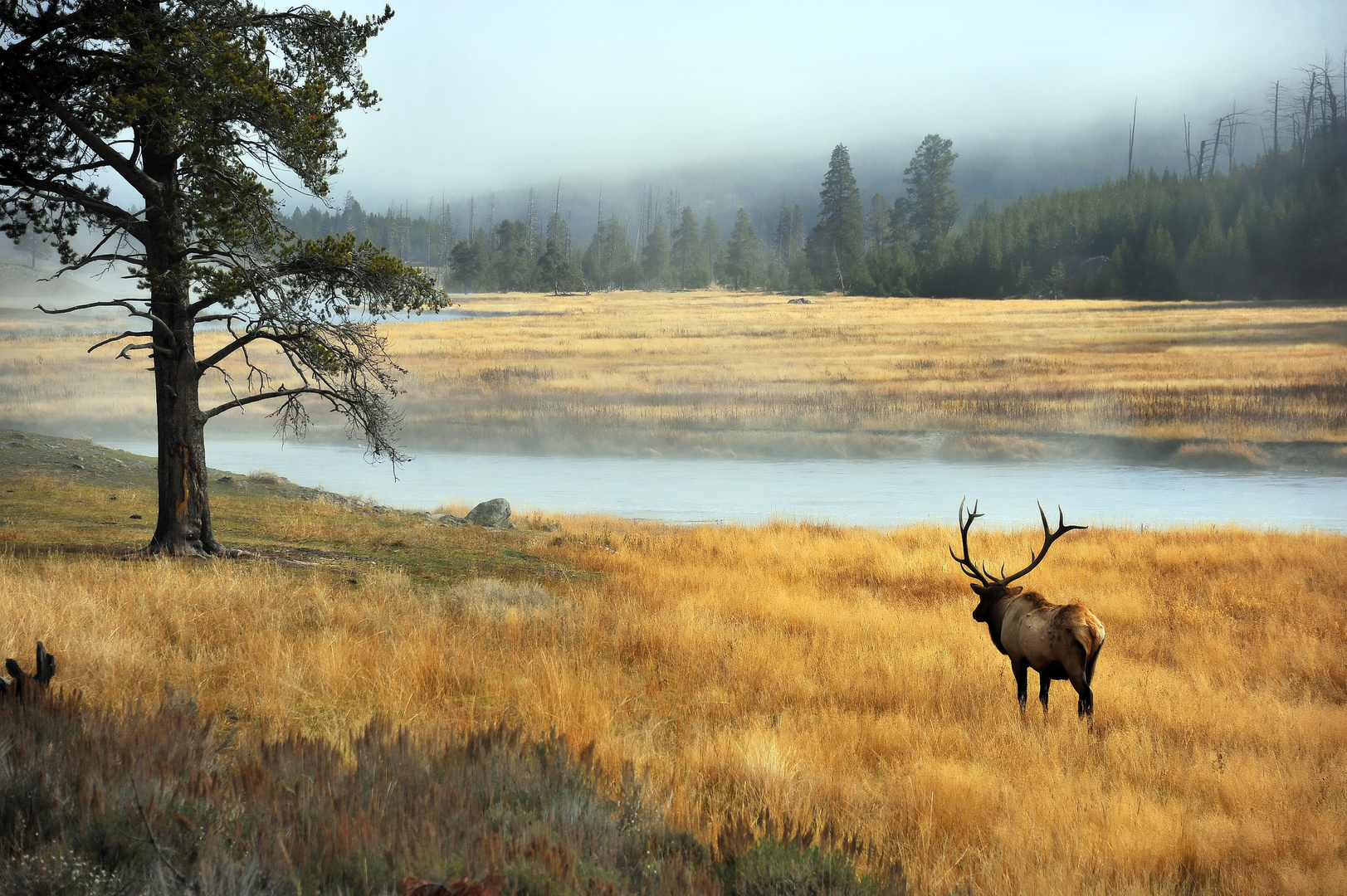 Yellowstone