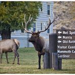 Yellowstone