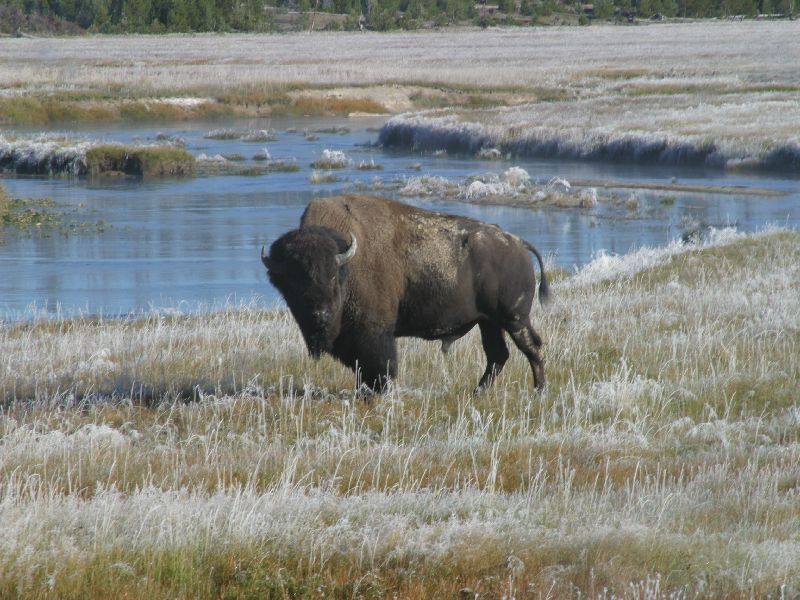 Yellowstone 5