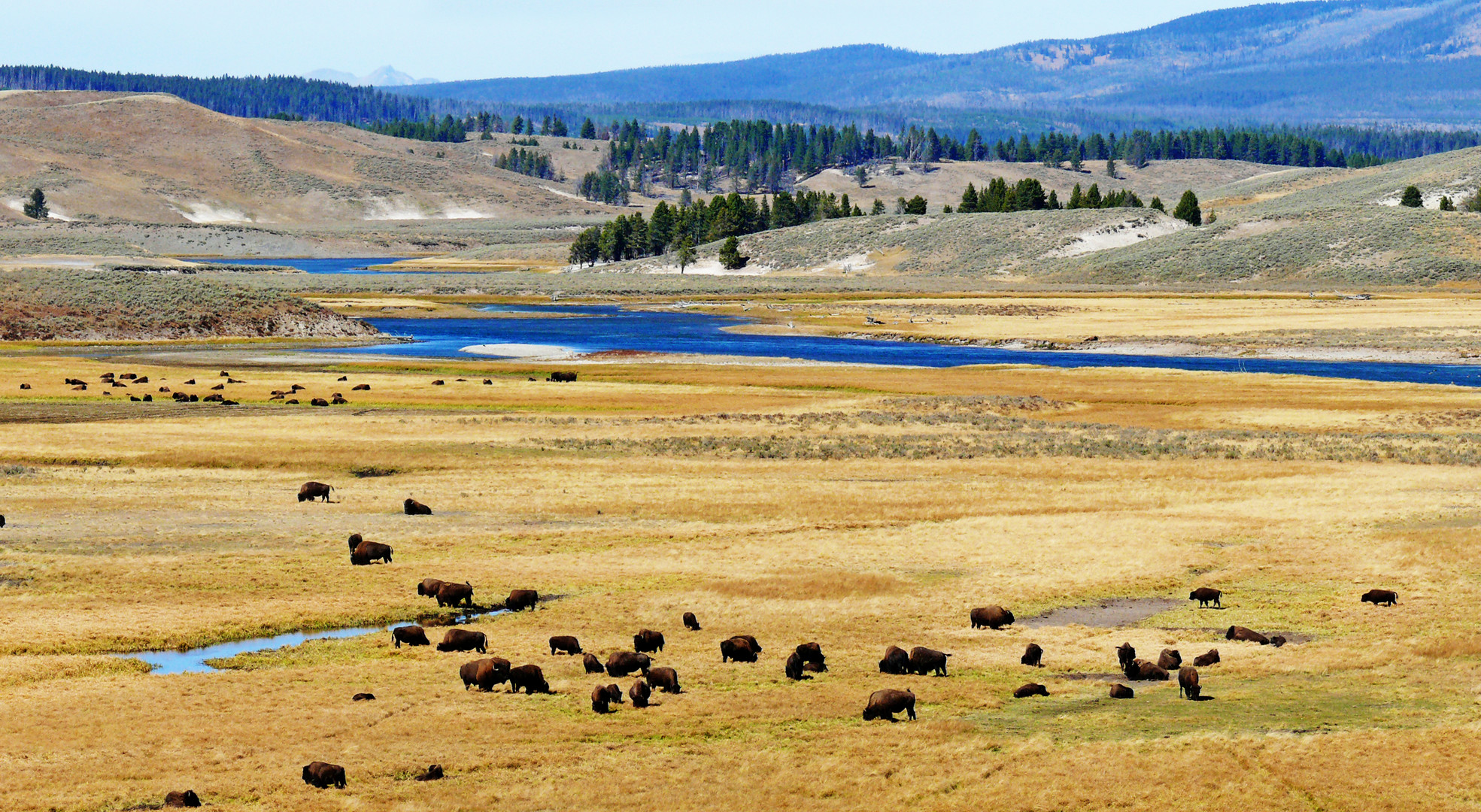 Yellowstone