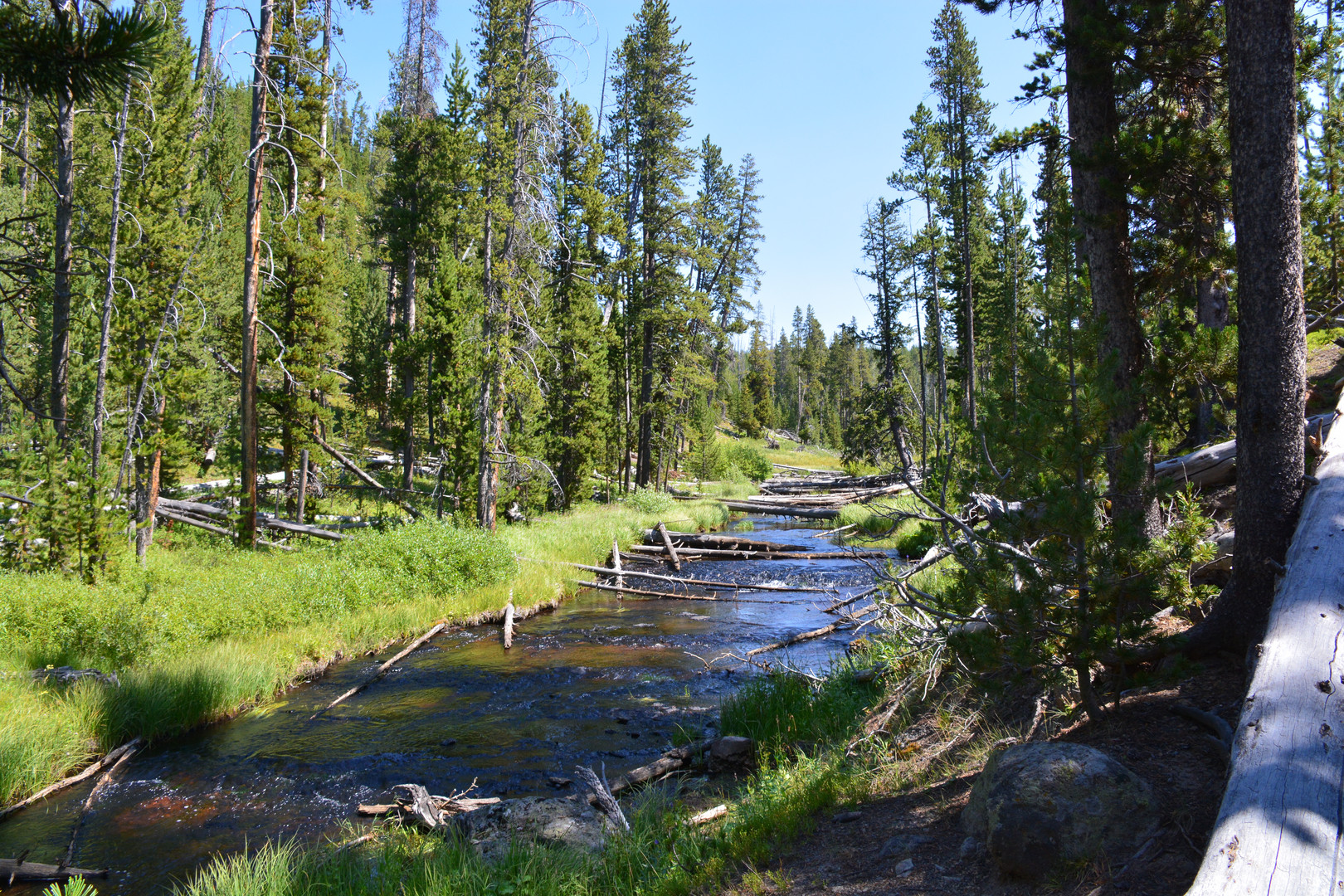 Yellowstone - abseits der Touristenströme