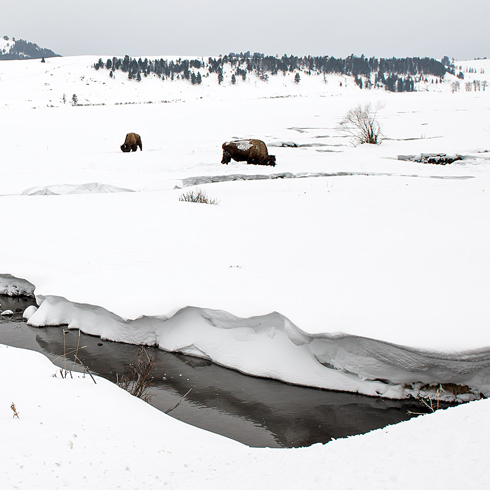 Yellowstone