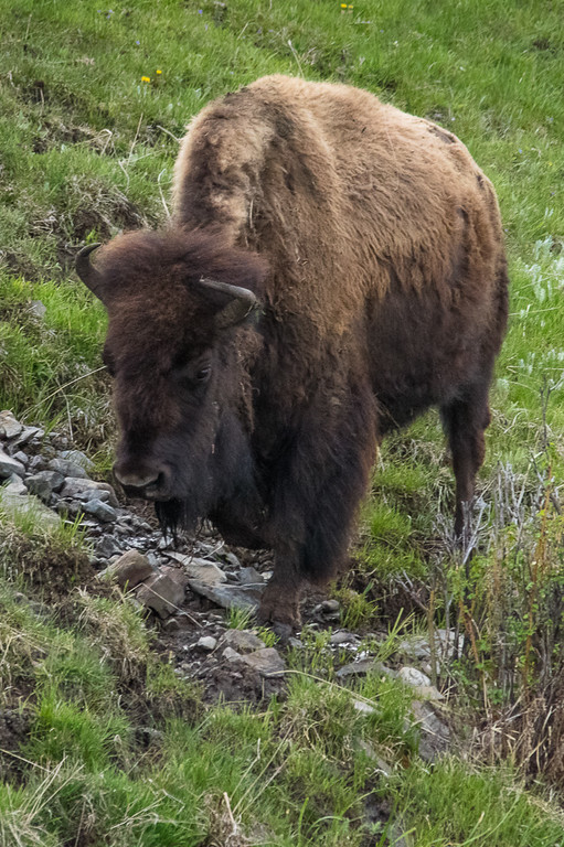 Yellowstone Bison