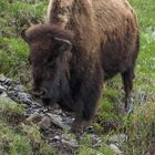 Yellowstone Bison