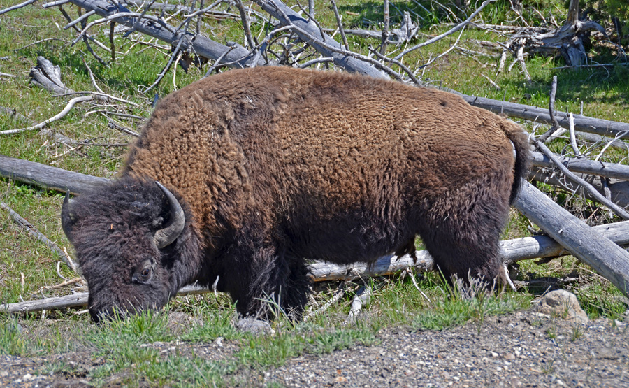 Yellowstone - Bison -