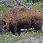 Yellowstone - Bison -
