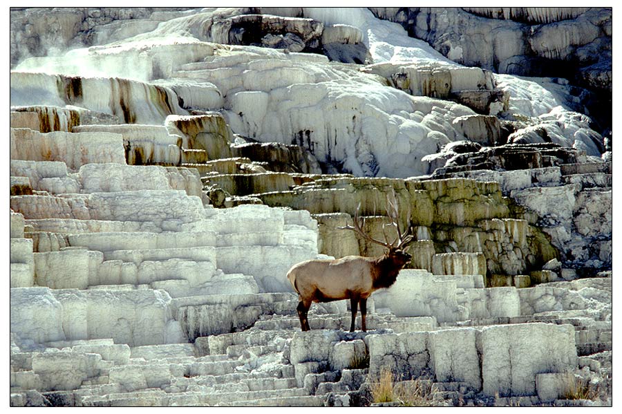 Yellowstone