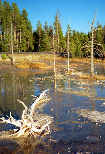 Yellowstone - Feuchtgebiet