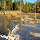 Yellowstone - Feuchtgebiet