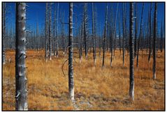 Yellowstone Forest