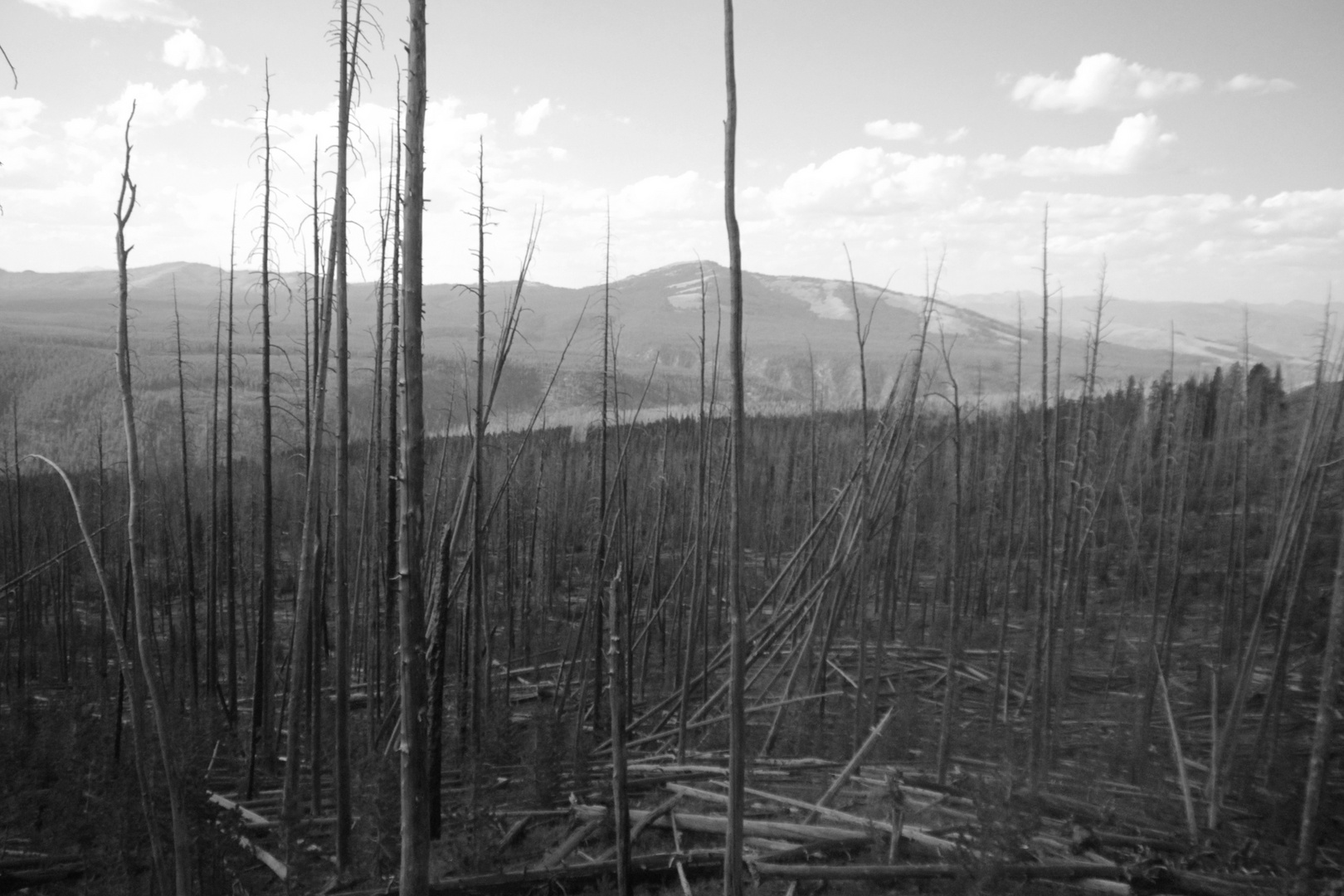 YellowStone Forestfire leftovers