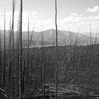 YellowStone Forestfire leftovers