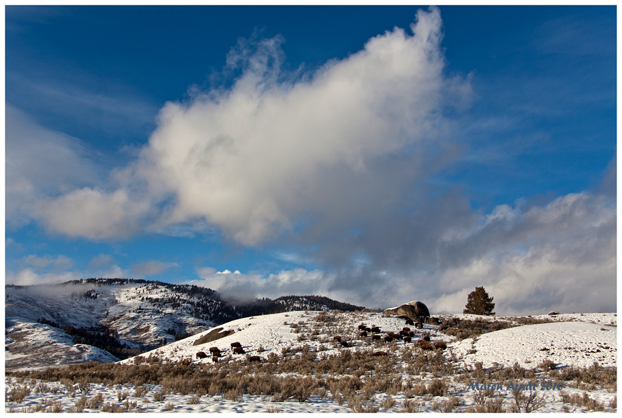 Yellowstone Landscape