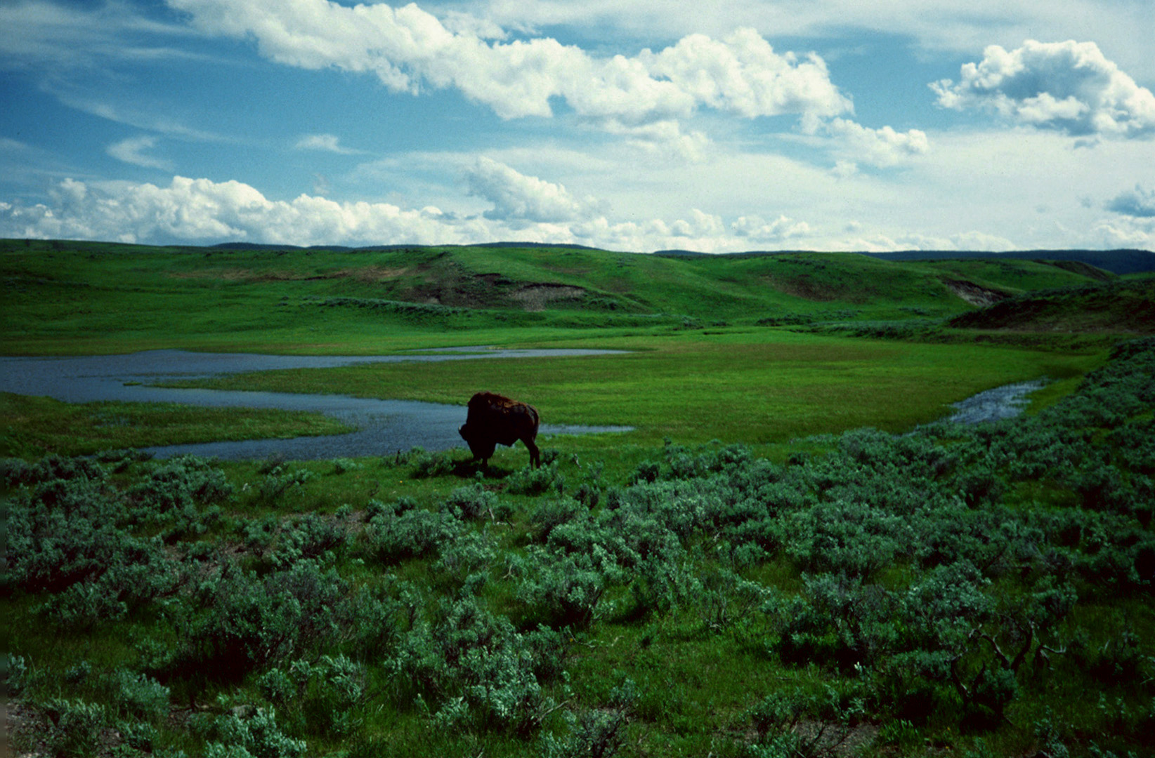 Yellowstone N. P., WY - 1993 (5)