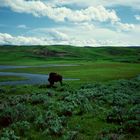 Yellowstone N. P., WY - 1993 (5)