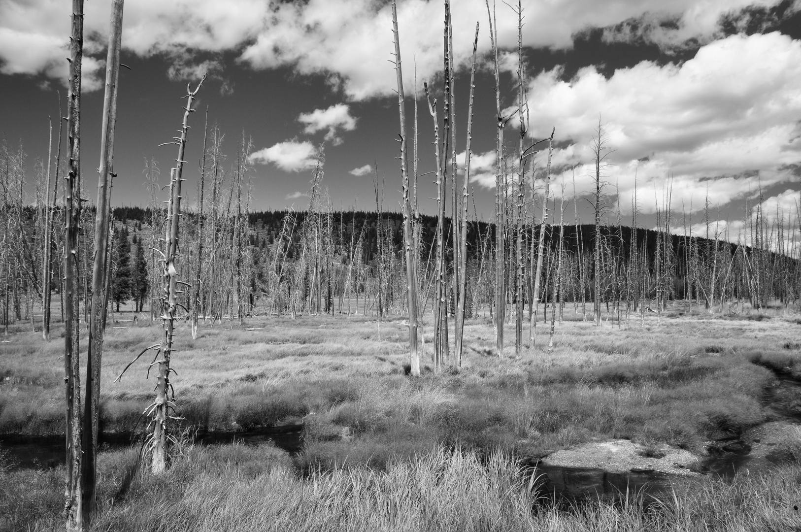 Yellowstone National Park