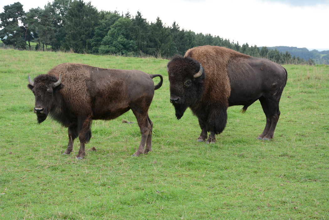 Yellowstone? nein Eifel !