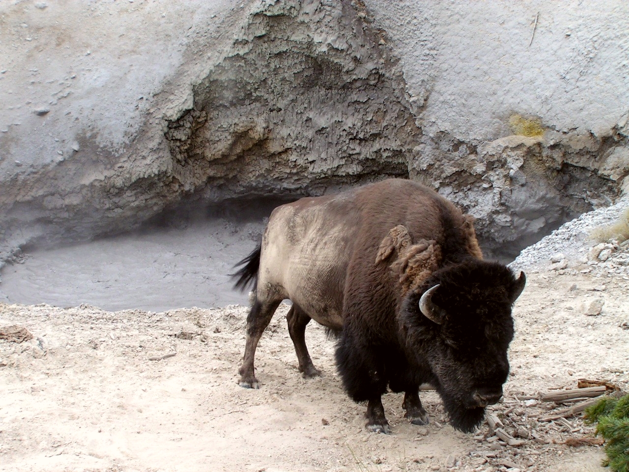 Yellowstone NP 2005