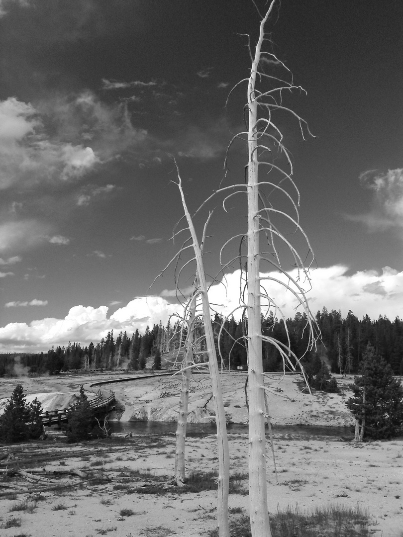 Yellowstone NP