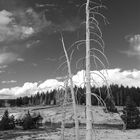 Yellowstone NP