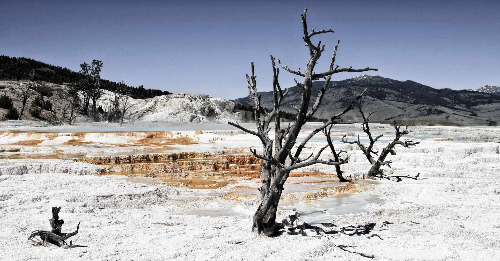 Yellowstone NP