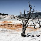 Yellowstone NP