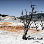 Yellowstone NP