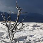 Yellowstone NP