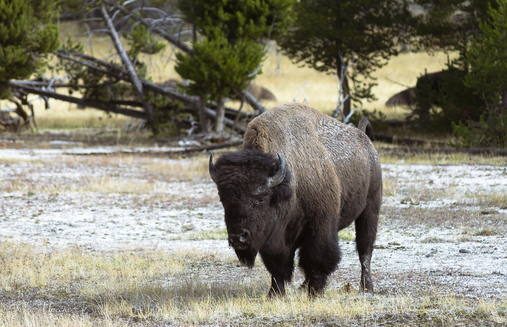 Yellowstone NP - Big boy