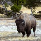 Yellowstone NP - Big boy