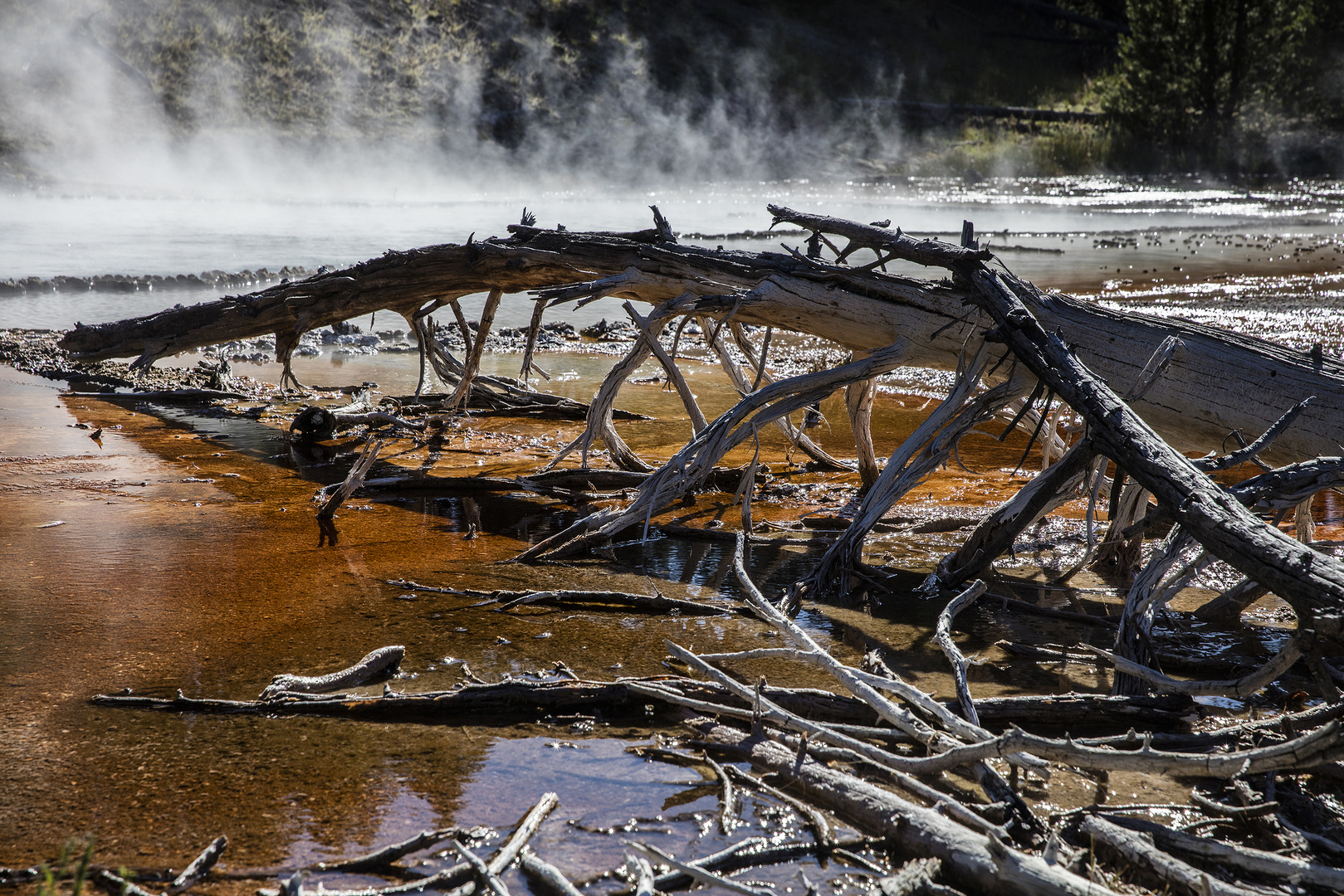 Yellowstone NP