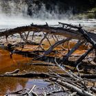 Yellowstone NP