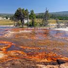 Yellowstone NP