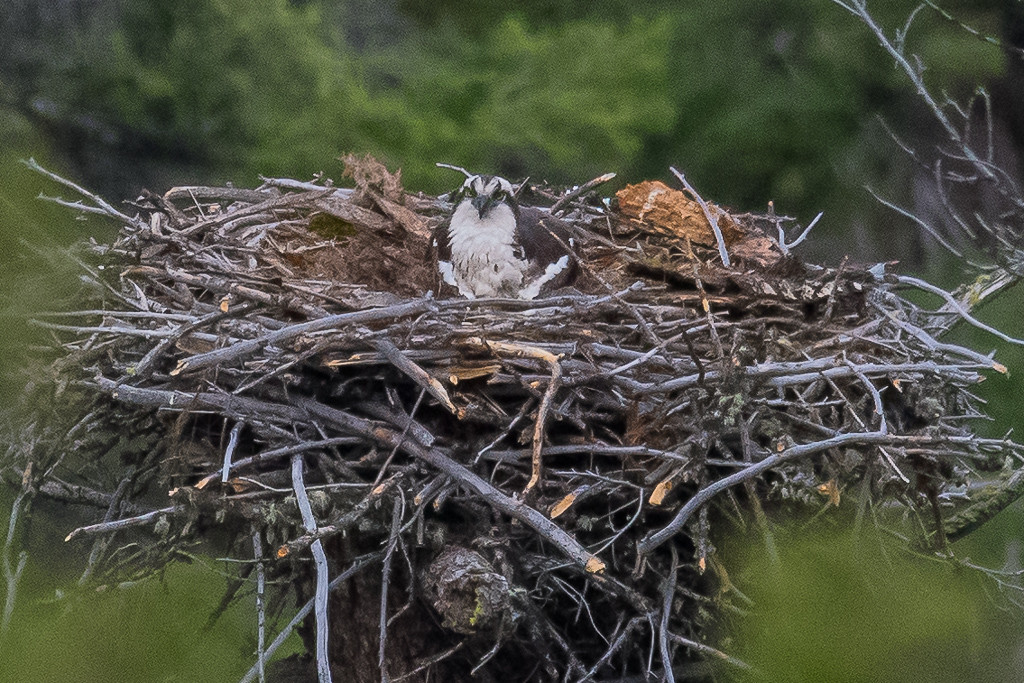 Yellowstone Osprey