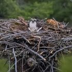 Yellowstone Osprey