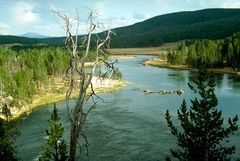 Yellowstone River