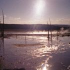 Yellowstone Swamp