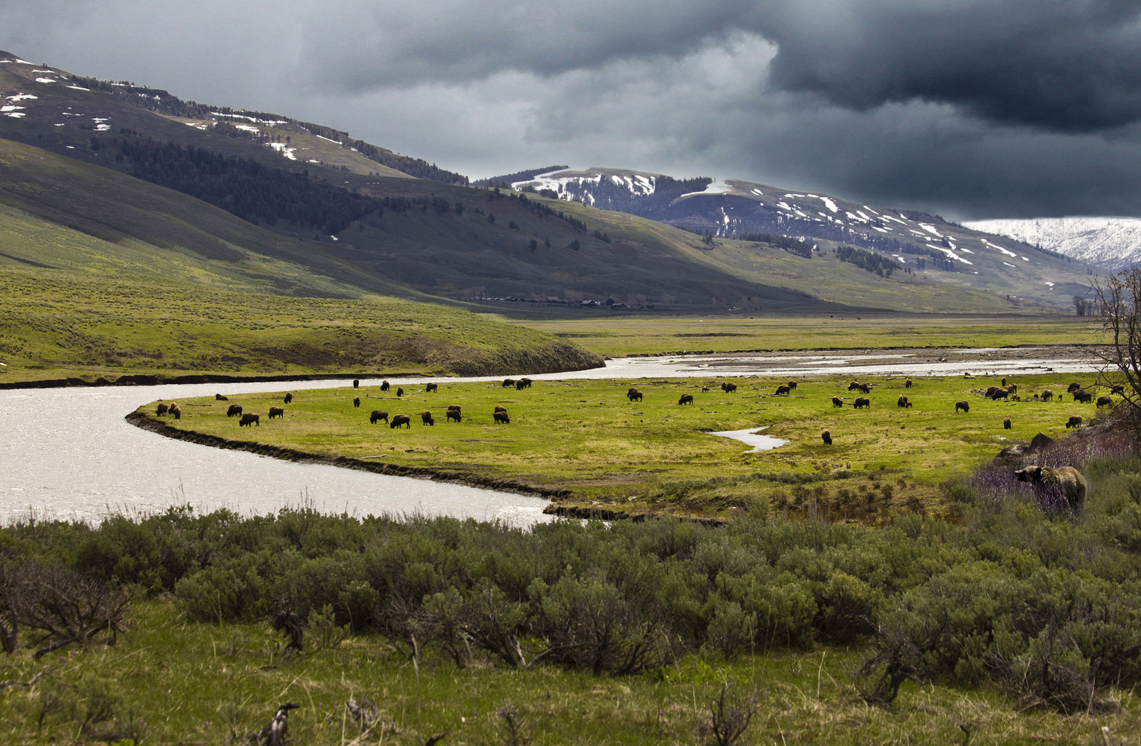 Yellowstone - Tierbeobachtung im Lamar Valley