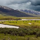 Yellowstone - Tierbeobachtung im Lamar Valley