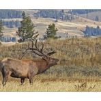 Yellowstone - Wapiti (Rothirsch)