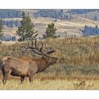 Yellowstone - Wapiti (Rothirsch)