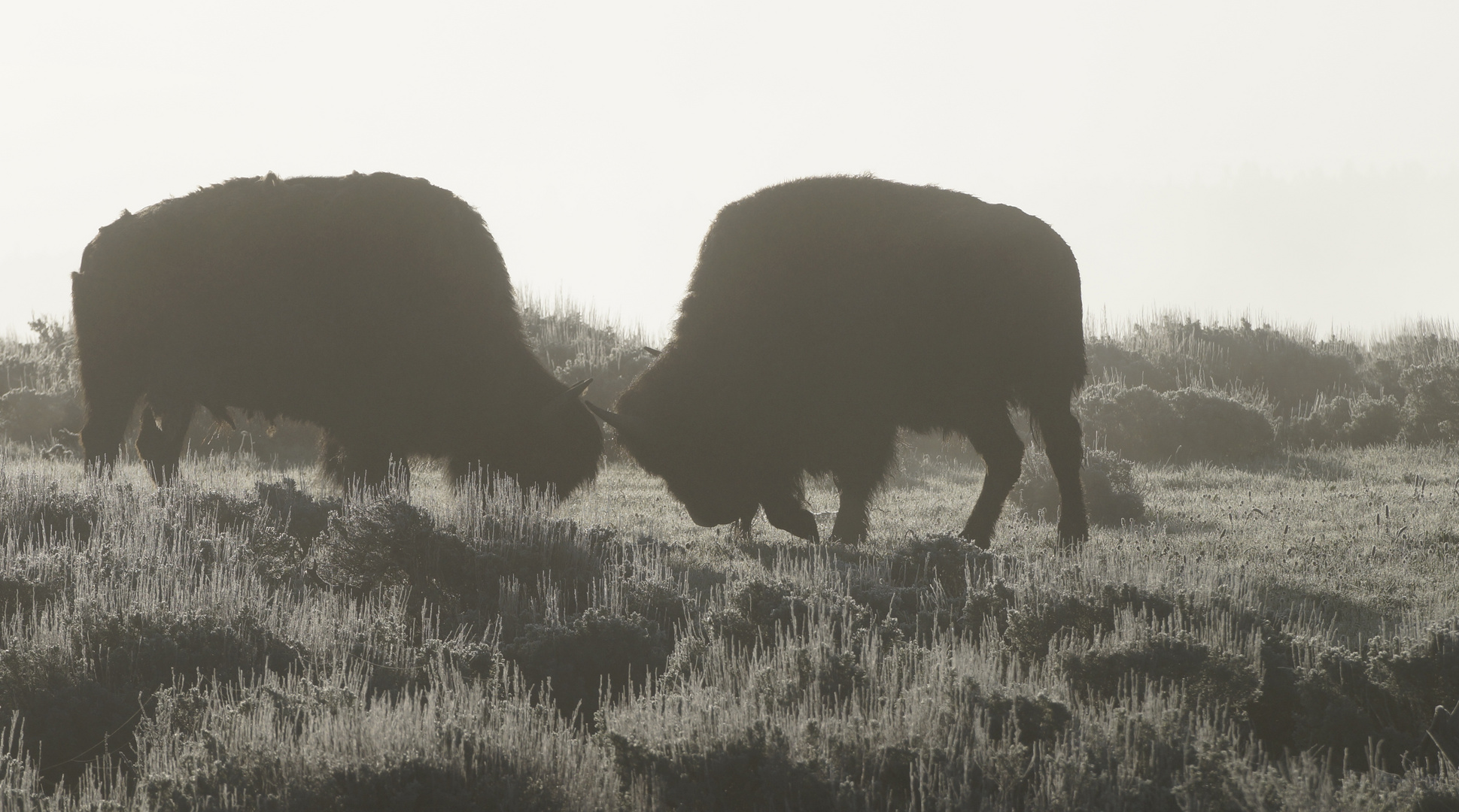 Yellowstone - wer ist der stärkere!