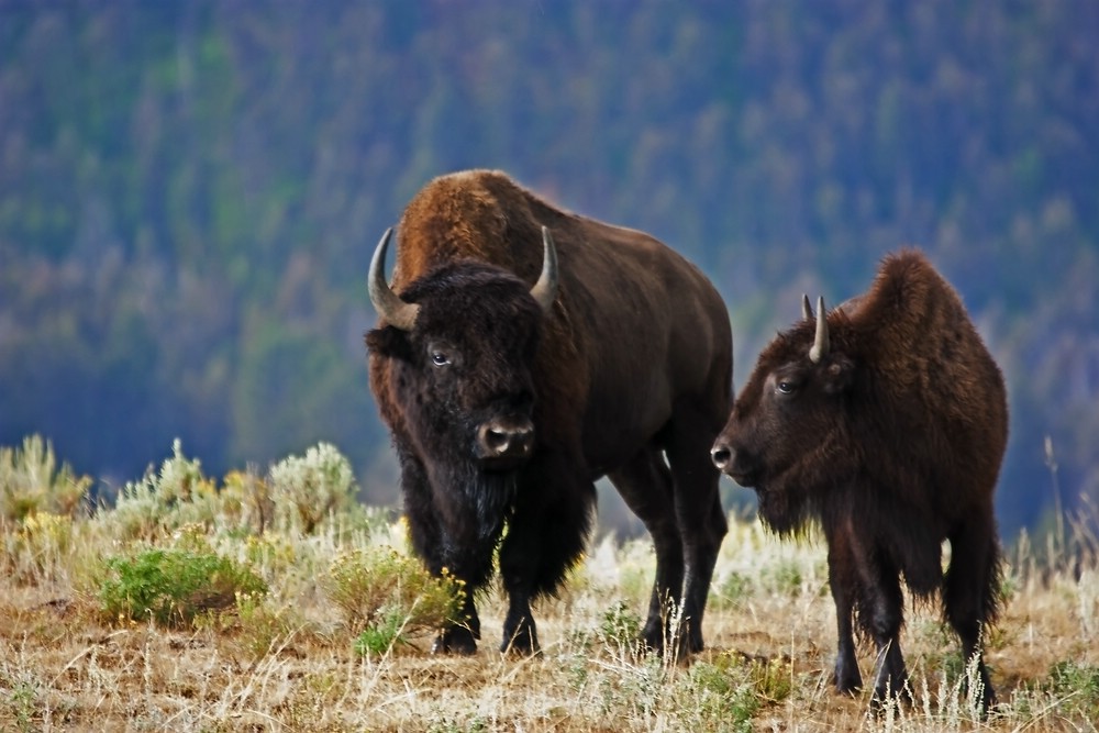 Yellowstone Wildlife